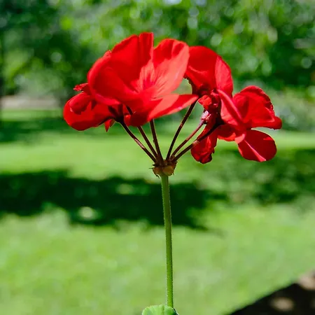 Πανσιόν Silvia